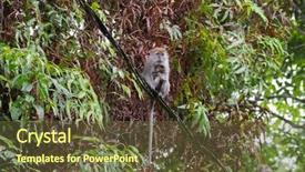  Presentation with long tailed macaque macaca fascicularis - Slides featuring animal s family - long-tailed macaque crab-eating macaque breastfeeding background and a tawny brown colored foreground