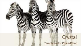 Presentation with animal - Cool new presentation with animal s family - zebra in front backdrop and a soft green colored foreground