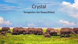  Presentation with savanna - Colorful slide deck enhanced with animal savannah - elephants herd on african savanna backdrop and a light blue colored foreground