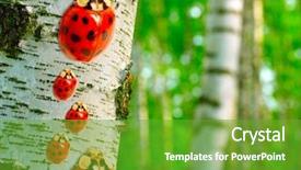  Presentation with ladybugs - Cool new slides with animal save - ladybugs family in birch forest backdrop and a tawny brown colored foreground
