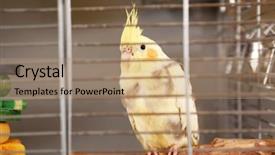  Presentation with parrot - Slides having animal selection - beautiful corella parrot sitting background and a coral colored foreground