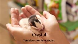  Presentation with rats - Colorful PPT theme enhanced with animal selection - close up view of female backdrop and a coral colored foreground