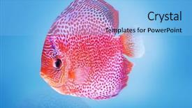  Presentation with fish aquarium - Amazing PPT theme having animal selection - fish swimming in aquarium backdrop and a light blue colored foreground