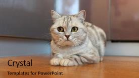  Presentation with wrinkles gray hair - Audience pleasing slide set consisting of animal selection - gray striped short-haired cat lay backdrop and a coral colored foreground