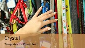  Presentation with lead - Cool new presentation theme with animal selection - hand of woman selecting lead backdrop and a gold colored foreground