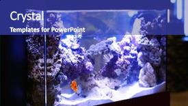  Presentation with pet - Slides consisting of animal selection - pet shop aquarium background and a royal blue colored foreground