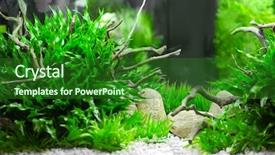  Presentation with pet - PPT theme with animal selection - pet shop aquarium background and a forest green colored foreground