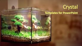  Presentation with pet - Slide deck featuring animal selection - pet shop aquarium background and a tawny brown colored foreground