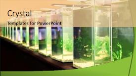  Presentation with zoos and aquariums - Presentation having animal selection - pet shop aquariums background and a lemonade colored foreground