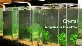  Presentation with pet - Beautiful presentation theme featuring animal selection - pet shop aquariums backdrop and a tawny brown colored foreground