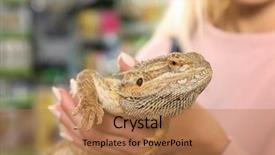  Presentation with agama - Cool new slide deck with animal selection - young woman holding agama lizard backdrop and a coral colored foreground