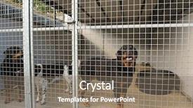  Presentation with cage - Presentation design consisting of animal shelter - dogs in outdoor cage background and a violet colored foreground