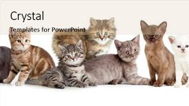  Presentation with kitten - Colorful PPT theme enhanced with group of different kitten backdrop and a soft green colored foreground