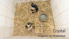  Presentation with crude oil - Presentation design consisting of two with crude oil contaminated background and a coral colored foreground