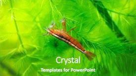 Presentation with prawn - Amazing PPT layouts having animal shrimp - prawn in the deep water backdrop and a shamrock green colored foreground