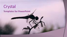  Presentation with dragonfly - Beautiful presentation theme featuring animal skeleton - dragonfly on stick backdrop and a sky blue colored foreground