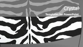  Presentation with white black grafitti - Audience pleasing PPT theme consisting of animal skin - black and white zebra pattern backdrop and a  colored foreground