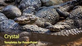  Presentation with crocodile - Slides featuring animal skin - crocodile alligator on an ox background and a tawny brown colored foreground