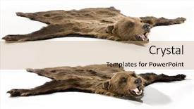  Presentation with skin - Cool new slides with animal skin - fell of bear backdrop and a coral colored foreground