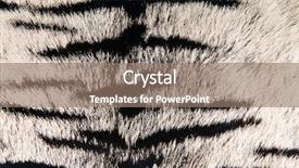  Presentation with tiger - Audience pleasing PPT theme consisting of animal skin - imitation of tiger leather backdrop and a coral colored foreground
