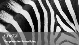  Presentation with black and white film strip - Beautiful slide deck featuring animal skin - real zebra pattern close-up black backdrop and a gray colored foreground