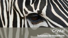  Presentation with robot face - Slides featuring animal skin - zebra face up close makes background and a gray colored foreground