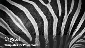  Presentation with skin - Beautiful presentation featuring animal skin - zebra stripes backdrop and a dark gray colored foreground