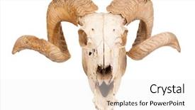  Presentation with skull - Slides with animal skull with big horn background and a white colored foreground