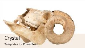  Presentation with animal pets on white - Audience pleasing presentation theme consisting of animal skull with big horn backdrop and a lemonade colored foreground