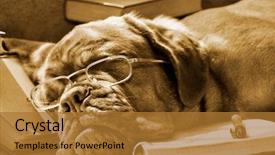  Presentation with extra lessons - PPT layouts enhanced with animal studies - tired dog sleeping at her background and a gold colored foreground