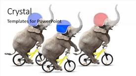  Presentation with elephants - Beautiful PPT layouts featuring animal teamwork - bicycle race three elephants have backdrop and a white colored foreground
