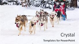 Presentation with dog sled - PPT theme having animal teamwork - dog sled race with huskies background and a sky blue colored foreground