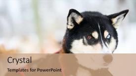  Presentation with husky - Beautiful presentation design featuring animal teamwork - sledding with husky dogs backdrop and a  colored foreground