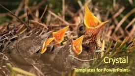  Presentation with sparrow - PPT layouts enhanced with animal teamwork - sparrow in the nest background and a tawny brown colored foreground
