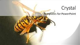  Presentation with pest control - Amazing theme having animal template - wasp - vespula germanica pest backdrop and a white colored foreground