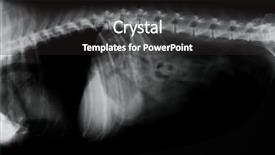  Presentation with animal testing - Cool new presentation theme with animal testing - canine spine x-ray backdrop and a dark gray colored foreground