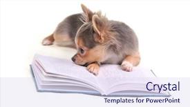  Presentation with animal testing - Beautiful PPT theme featuring animal testing - chihuahua puppy reading a book backdrop and a sky blue colored foreground