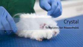  Presentation with testing - Audience pleasing PPT theme consisting of animal testing - cute guinea pig at vet backdrop and a light blue colored foreground