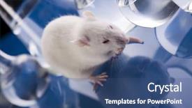  Presentation with animal testing - Audience pleasing PPT theme consisting of animal testing - laboratory rat backdrop and a  colored foreground