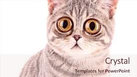  Presentation with funny animal - Beautiful presentation theme featuring animal tiger - young funny surprised cat closeup backdrop and a lemonade colored foreground