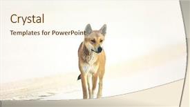  Presentation with australian - Slide set featuring animal tracks - australian dingo on beach background and a cream colored foreground