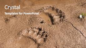  Presentation with tracks - Presentation enhanced with animal tracks - bears footstep background and a coral colored foreground