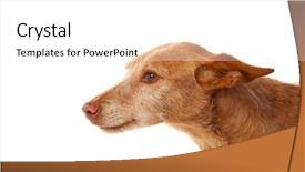  Presentation with brown - Audience pleasing slide deck consisting of animal tracks - beautiful hound dog with brown backdrop and a white colored foreground