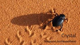  Presentation with running tracks - Presentation theme with animal tracks - black beetle running background and a red colored foreground