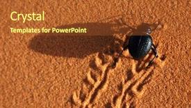  Presentation with sahara - Amazing PPT theme having animal tracks - black beetle running backdrop and a red colored foreground