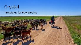  Presentation with pilgrim - Cool new presentation theme with animal tracks - goats and sheeps flock backdrop and a light blue colored foreground