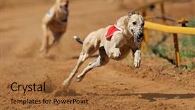  Presentation with greyhound race - Presentation theme with animal tracks - greyhound at full speed background and a red colored foreground
