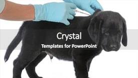  Presentation with tracks - PPT theme with animal tracks - labrador retriever puppy background and a dark gray colored foreground