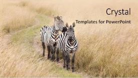  Presentation with caterpillar track - Cool new presentation design with animal tracks - pair of grevys zebra walking backdrop and a lemonade colored foreground