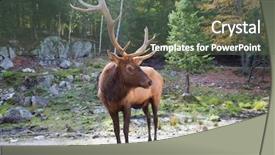  Presentation with safari - Amazing presentation theme having animal tracks - safari park omega close backdrop and a gray colored foreground